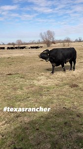 35K views · 1K reactions | Kevin a.k.a. Mr. Grumpy Butt #texasrancher #reelsviralシ #reelsfypシ #fypシ゚ #ranching #cattle | Texas Rancher | Facebook