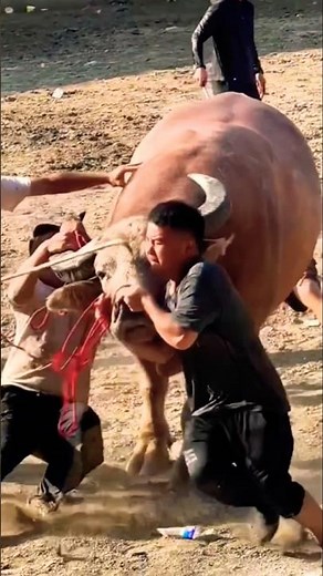 Two Angry Bulls Clash in Wild Battle