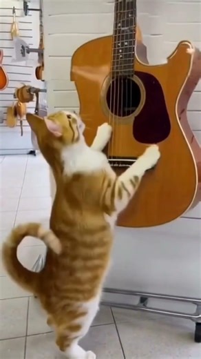 🎸 Tu Guitarra Te Está Esperando | Vive la Música en Only Music Shop 🔥