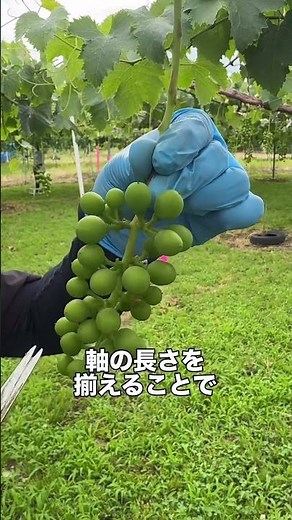 ぶどうの摘粒（粒抜き）はこうやる✂️🍇#農家 #農作業