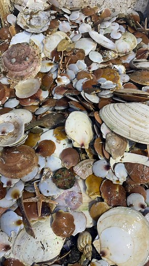 5.1K views · 60 reactions | Scallop Recruitment or what us fishermen...