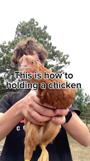 How to hold a chicken #chicken #howto