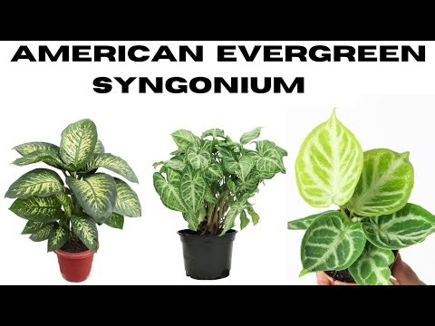 Step-by-Step Guide to Propagating American Evergreens at Home