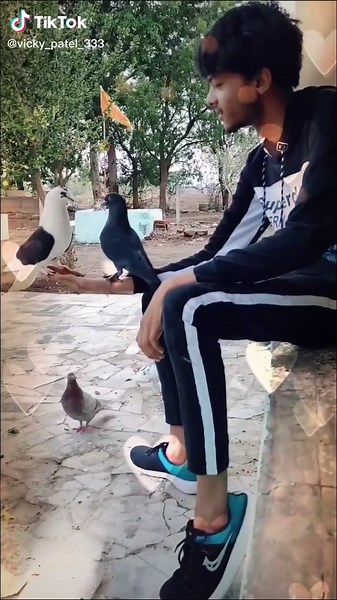 tune❣️#dove🤩#lovegoals #foryoupage #bird #romance #vicky_patel_333