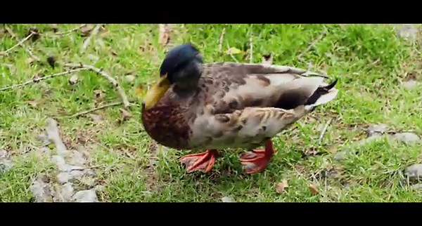 A Relaxing Photography Walk in an Irish National Forest Park | Glendalough Co. Wicklow