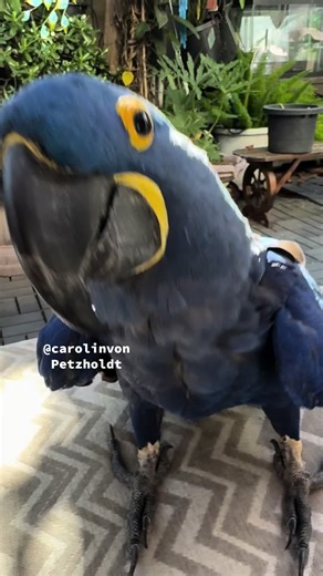 Hyacinth Macaw Glory: The Dancing Bird Star