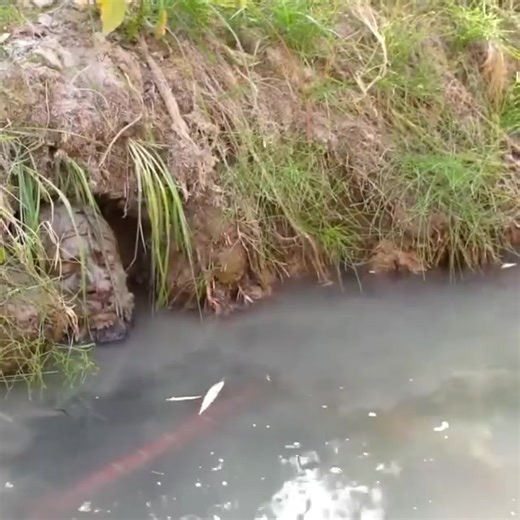 Best Fishing Video Ever😮 | Amazing Video