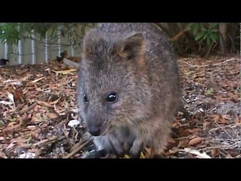 The Incredibly cute camera sniffing Quokkas from Rottnest Island