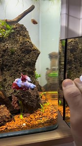 Betta flare training with a mirror #aquarium #fish #fishtank #aquascape #betta #bettasplendens #bettatok #fyp | Aqua Scaping