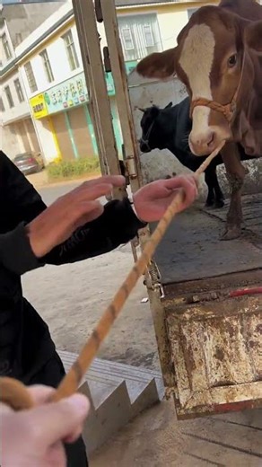 😔Cattle breeding techniques, "New Farmers Program", scientific cattle breeding #cattledisease