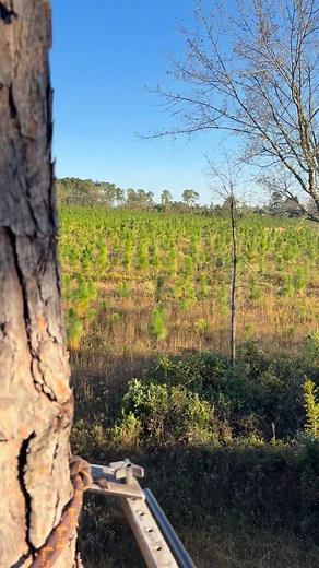 Let’s see what happens this evening! #deerhunting #outdoors #dieharddeerhunter #Georgia #farm | David Medders