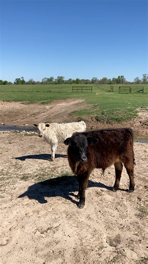 15K views · 718 reactions | Talking about Buttercup and her twin bull calves Salt and Pepper for those who are not familiar with them. Their original video has over 3 million views! | Texas Rancher | Facebook
