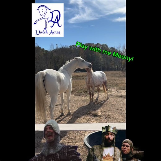 11 reactions | Your mother was a hamster and your father smelt of elderberries! #DutchAcresFarm #funnyfriday #applejacktheappaloosa #montypython #montypythonholygrail | Dutch Acres | Facebook