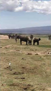 Elephant mates w a juvenile female