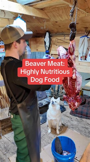 Beaver meat is delicious and makes up over 50% of our families read meat consumption each year, including our dog Joey. During trapping season he eats fresh beaver meat as we cut meat for ourselves. For the off season we make beaver meatballs that we thaw out for each meal and he eats year round. His coat is beautiful, his joints are healthy, and he’s got endless energy. I’m not certain that’s all because of his raw beaver diet, but I’m certain it helps! #dog #naturaldogfood #newenglandnaturals