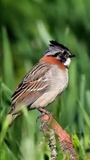 Tico-Tico na Natureza 🐦🌿 Um Pequeno Pássaro com Grande Encanto! #passaros #coleirosolto #birds #aves