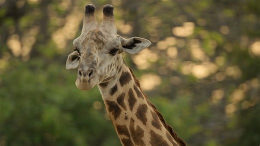 De-snaring a giraffe