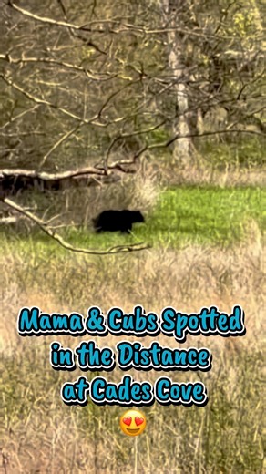 Mama Bear & Cubs Spotted at Cades Cove #fyp #cadescove #bear #greatsmokymountains #shorts #mountains