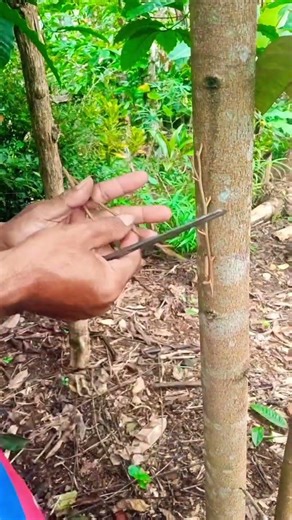Durian insert grafting tutorial