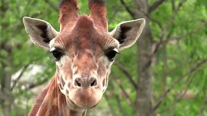 Paris zoo animals to see public again