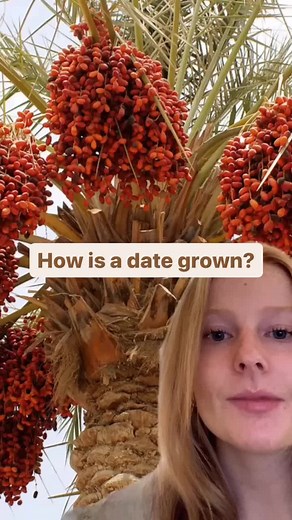 Growth Process of Medjool Dates Explained