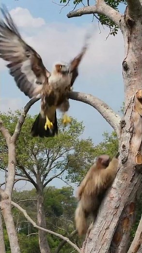 When Slow Strikes Back – Harpy Eagle vs Sloth