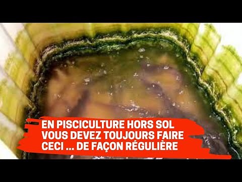 Comment et pourquoi renouveler l'eau des poissons en pisciculture hors sol