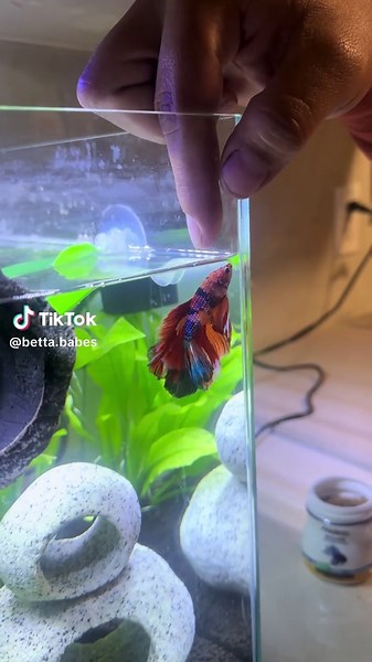 betta.babes on TikTok
