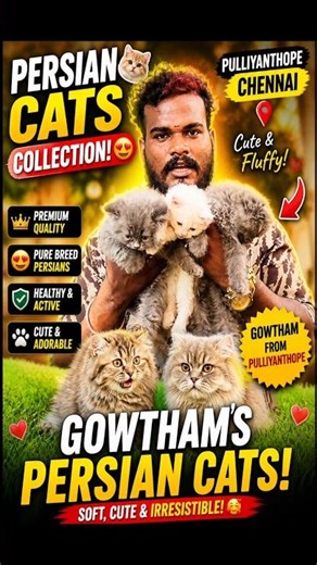 😻🔥 Chennai’s Fluffiest Persian Cats 😍 | Gowtham’s Premium Collection in Pulliyanthope!
