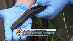 Check out this incredible Wildlife Nation moment as Jeff Corwin comes face to face with a wild amphiuma after nearly 50 years of anticipation! | Wildlife Nation
