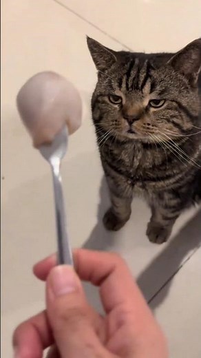 Cute & Innocent Cat Art That Will Melt Your Heart 😻🎨