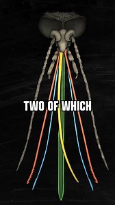 If you think getting a mosquito bite is bad... try 1,000 of them! #mosquito #bite #experiment #coyotepeterson | Coyote Peterson