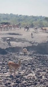 Baboons hunting impala😳🦌🐒. To some, it's surprising, but baboons actually eat meat to supplement on their majority vegetable diet. #baboons #impala #safari #gamedrivesafari #africansafari | Wildfriends Africa
