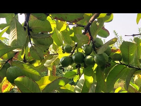 🌱 New Guava Plantation | Complete Process & Guidance | Modern Farming Tips 🍈