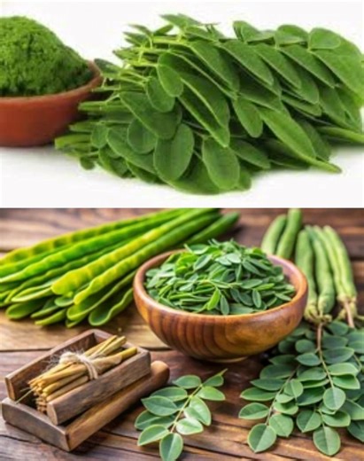 The Miracle Tree: Exploring the 6 Health Benefits of Moringa and How to Use It.... 💬👀👇 | Homemade Recipes