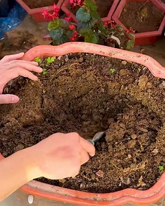 Tips to make your garden look even more beautiful!! | MetDaan DIY