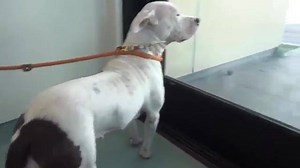 13K views · 1.1K reactions | She was the most beautiful lady in the shelter and today she was able to take her FREEDOM WALK< thanks to all of your SHARING! Happy life sweet ISABELLE ❤️ https://www.facebook.com/savingcarsonshelterdogs/photos/a.626994227473215.1073741916.171850219654287/612294998943138/?type=3&theater | Saving Carson Shelter Dogs | Facebook