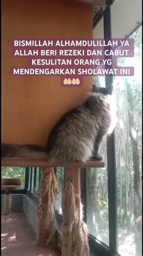#sholawat #prosperity Comes from all directions #cat