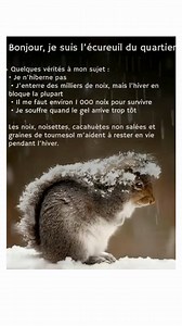 Les écureuils restent actifs tout l’hiver et dépendent des réserves qu’ils cachent à l’automne. Ils enterrent environ 3 000 noix, mais le sol gelé rend la plupart inaccessibles. Il leur en faut près de 1 000 pour traverser la saison froide. Les aider avec une alimentation complémentaire — noix, noisettes, cacahuètes non salées, graines de tournesol — peut leur permettre de survivre aux conditions les plus rudes. | Mamie Vert Jardin