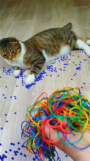 Cat Barsik Beads 🔵⭕🌈 Reverse video #marblerunandmore #cat #reverse