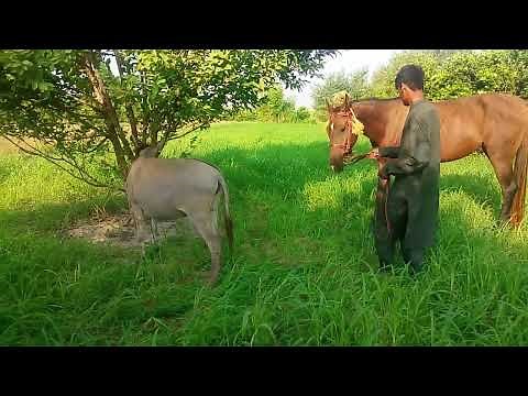Horse Meets Donkey for the First Time – Funny & Surprising Encounter