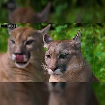 10 Fascinating Facts About Pumas You Didn't know Shorts #secretsofthejungle #wildlife #puma