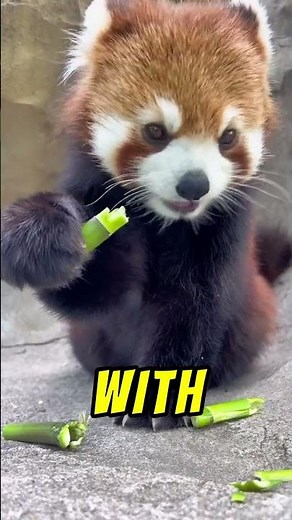 Why Do Red Pandas Look So Different From Giant Pandas? #redpanda