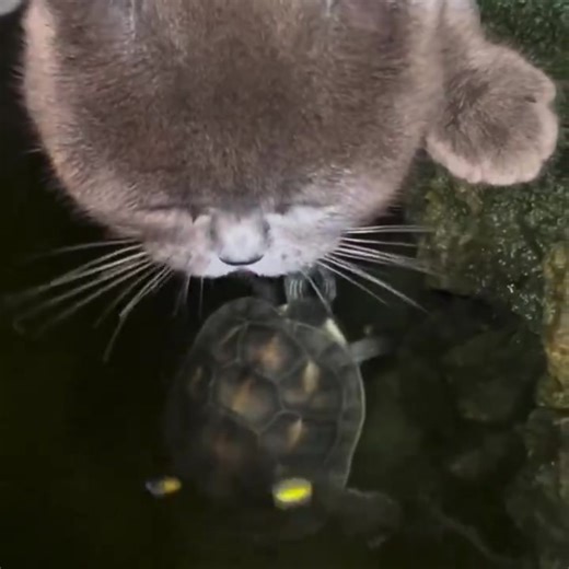 1.3K views |  Turtle: “Hey! Stop drinking my house!”  Cat: “But it’s just water!”  Turtle: “Exactly. That’s my living room you’re sipping!” | Viral News Asia | Facebook