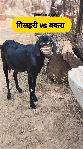 गिलहरी vs बकरी 😂 #funny #comedy #thetharpuns #goat #jokes #cartoon