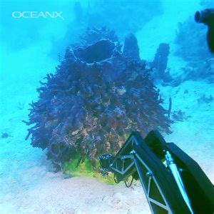 21K views · 688 reactions | Sea sponges: surprisingly busy, as it...