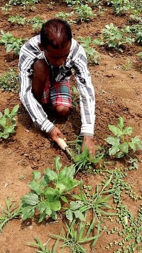 He Took Care of Cowpea Field & See the Result: Hi Friends, Cowpea is an important remunerative crop. It requires lesser fertilizer and care as compared to other crops. The farmer was doing weeding and soil mulching by spading. Weeding is done for proper nutrient management rhat leads to quick growth of plants. While soil mulching is loosening of upper surface soil. It breaks the capillary pores through which soil moisture gets evaporated. Once, thebcapillary pores gets broken hy spafing, the soi
