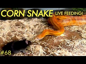 LIVE FEEDING - Corn Snake PUTS AWAY Another Mouse!