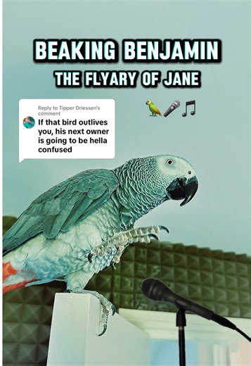 African Grey Parrot Sings Breaking Benjamin's 'The Diary of Jane'