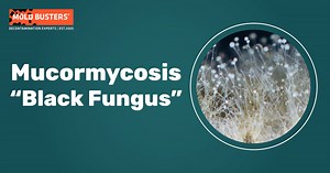 Mucormycosis - Infection, Treatment and Predisposing Factors